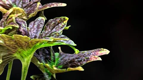 Beautiful flowers with dark red and green colors. Stock Photos