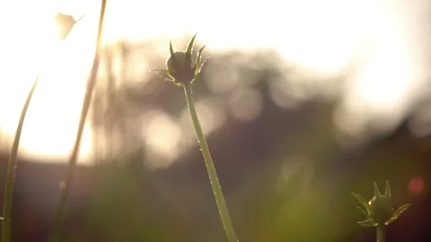 Beautiful flowers in day light Stock Footage 90619088