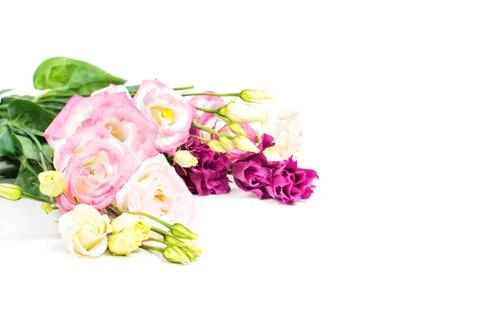 Beautiful flowers eustoma in studio Stock Photos