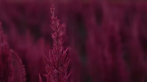 Beautiful flowers in evening Stock Footage 171763130