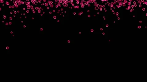 Beautiful flowers fall down.  Pink flowers Stock Footage 62420026