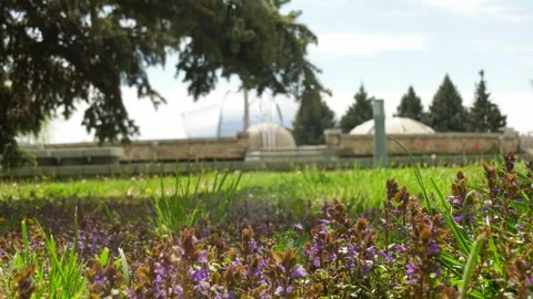 Beautiful flowers flutter in the wind in a city flowerbed Video stock 337651622