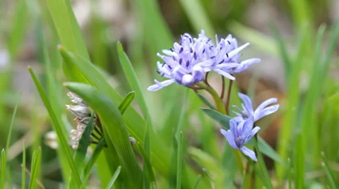Beautiful flowers Video stock 6532321