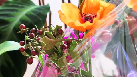 Beautiful flowers Stock Footage 8517744