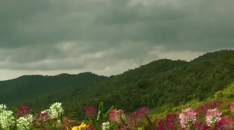 Beautiful flowers Stock Footage 10561547