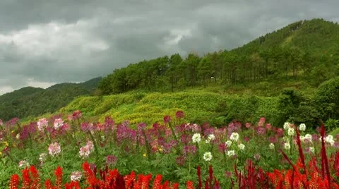 Beautiful flowers 動画素材 10561560