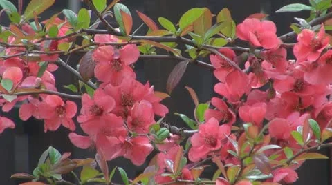 Beautiful flowers  Vídeos de archivo 11943581