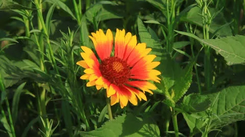 Beautiful flowers Stock Footage 24846333