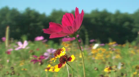 Beautiful flowers Stock-Footage 26225416