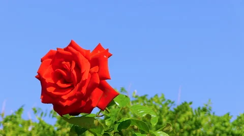 Beautiful flowers Stockbeeldmateriaal 55101237