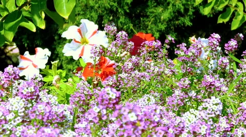 Beautiful flowers Stock-Footage 55101432