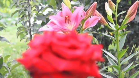 Beautiful flowers Stock Footage 77507577