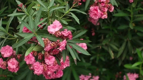 A beautiful flowers Stock Footage 90374381