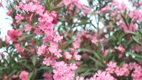 A beautiful flowers Stock Footage 90374630