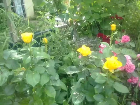 Beautiful flowers Stock Footage 111771408