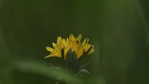 Beautiful Flowers Stock Footage 128652189