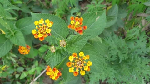 Beautiful Flowers Stock Footage 132922618