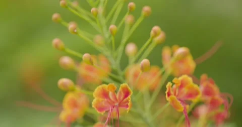 Beautiful flowers Stock Footage 158235293