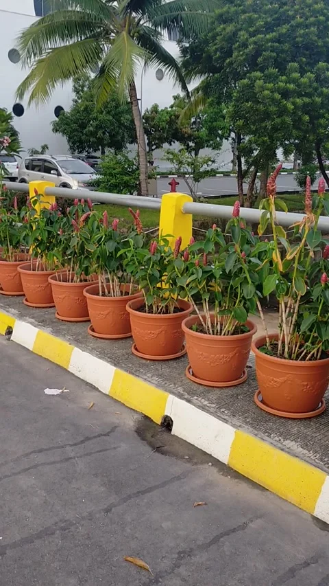 The Beautiful flowers Stock Footage 224497766