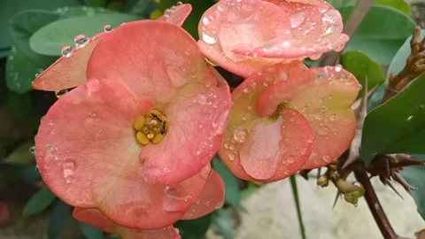 Beautiful flowers 動画素材 257468362