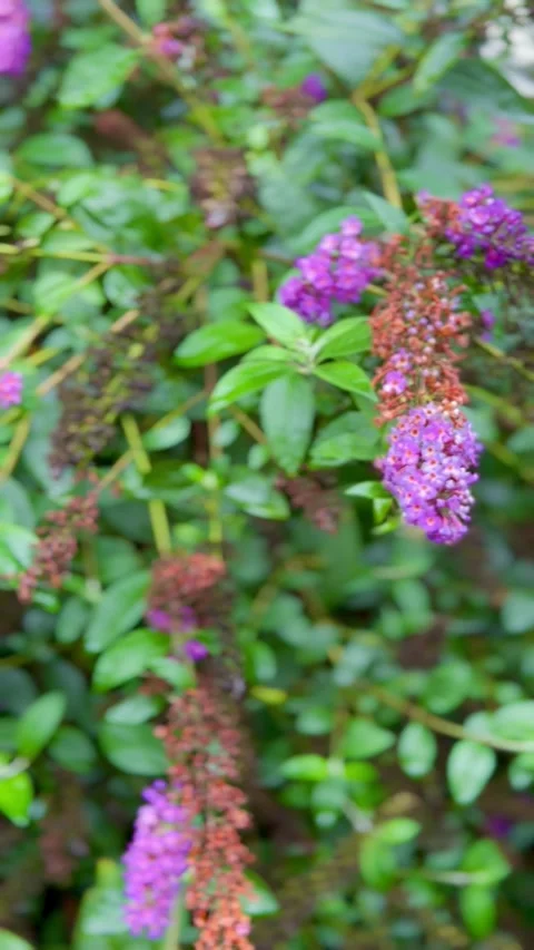 Beautiful flowers Stock Footage 285660850