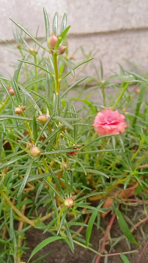 Beautiful flowers Stock Footage 300269785