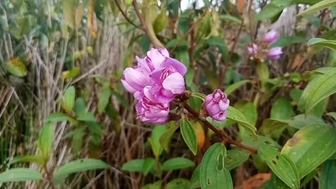 Beautiful Flowers Stock Footage 300885516