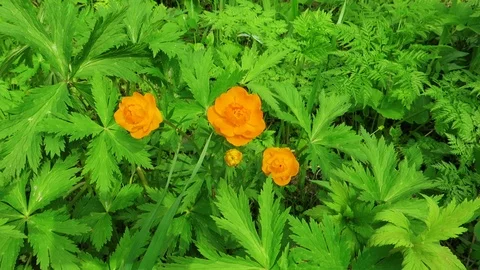 Beautiful flowers in the forest Vídeos de archivo 108607447