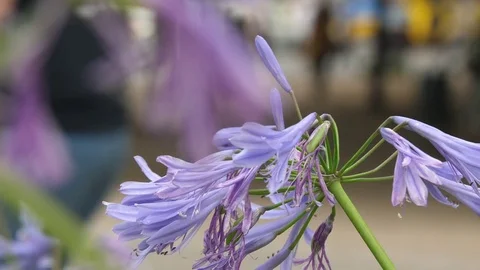 Beautiful Flowers in front of blurred background Stock-Footage 77830193