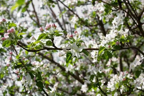 Beautiful flowers on the fruit tree in spring Stock Photos