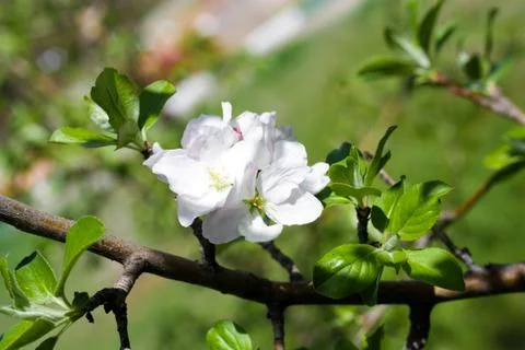Beautiful flowers on the fruit tree in spring Stock Photos