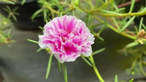 Beautiful flowers in the garden Stock Footage 296304216