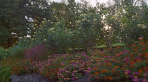 Beautiful flowers on golf course Stock Footage 60071041