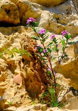 Beautiful flowers growing out of the rock Stock Photos