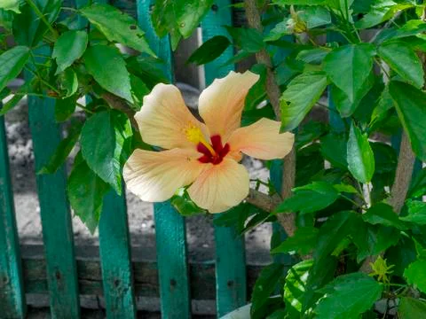 Beautiful flowers growing on the plot Stock Photos