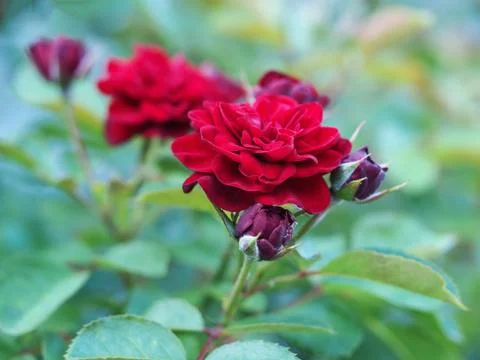 Beautiful flowers growing on the plot Foto stock