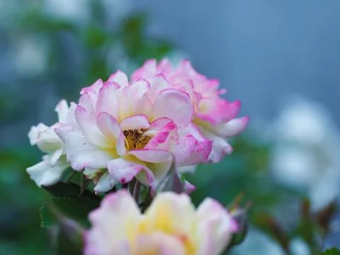 Beautiful flowers growing on the plot Foto stock