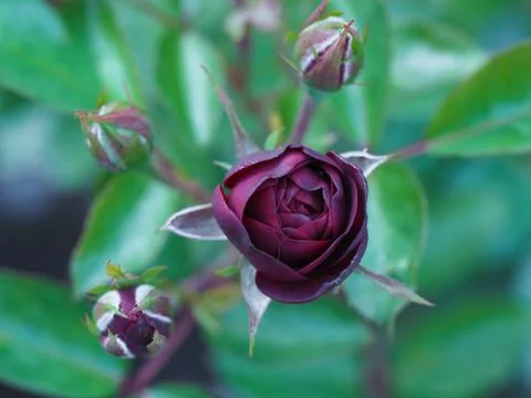 Beautiful flowers growing on the plot Stock Photos
