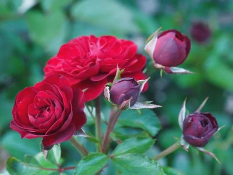 Beautiful flowers growing on the plot Stock-Fotos
