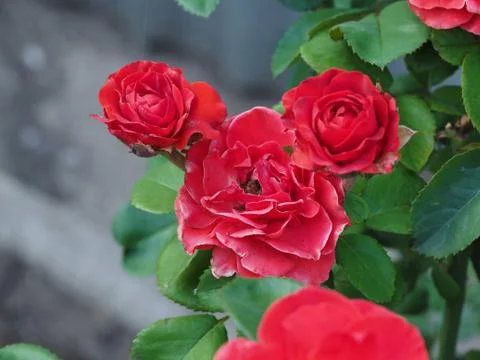 Beautiful flowers growing on the plot Stock Photos