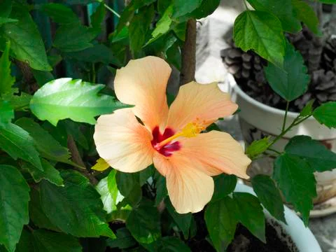 Beautiful flowers growing on the plot Stock Photos