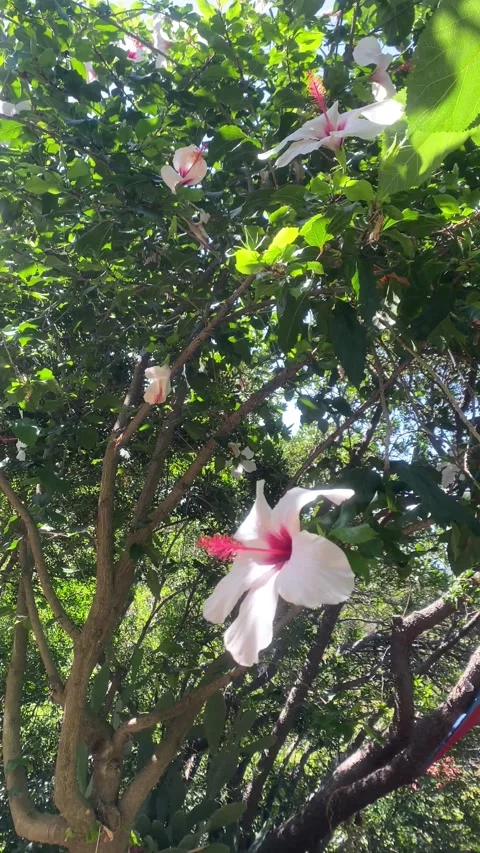 Beautiful flowers growing on a tree. Vertical video  Stock Footage 286743055
