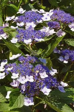 Beautiful flowers of hydrangea ( Hydrangea aspera ) Stock Photos