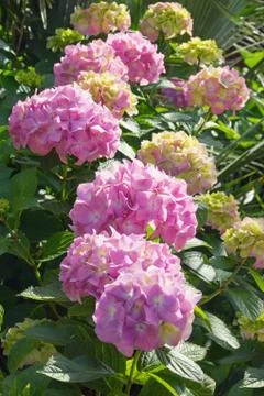 Beautiful flowers of Hydrangea ( Hydrangea macrophylla ) Stock Photos