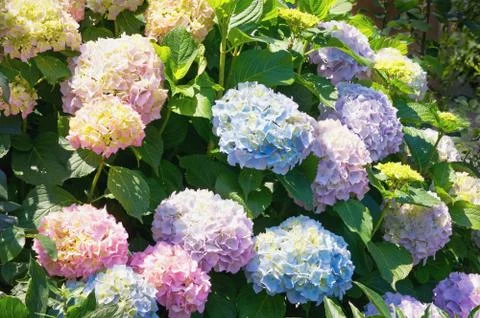Beautiful flowers of Hydrangea ( Hydrangea macrophylla ) Foto stock