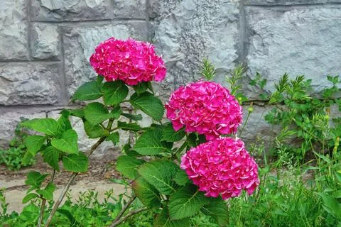Beautiful flowers of  hydrangea ( Hydrangea macrophylla ) in garden Stock Photos