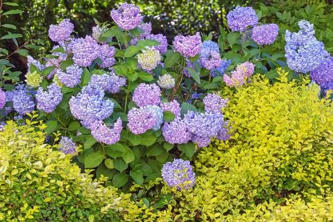 Beautiful flowers of hydrangea ( Hydrangea macrophylla ) in garden Stock Photos