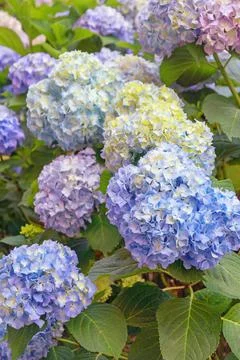 Beautiful flowers of hydrangea ( Hydrangea macrophylla ) in garden Stock Photos