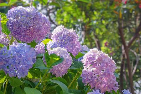 Beautiful flowers of  hydrangea ( Hydrangea macrophylla ) in garden Stock Photos