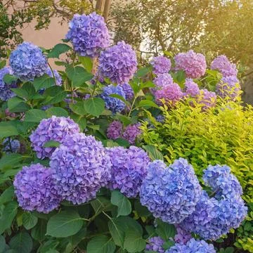 Beautiful flowers of hydrangea ( Hydrangea macrophylla ) in garden Stock Photos